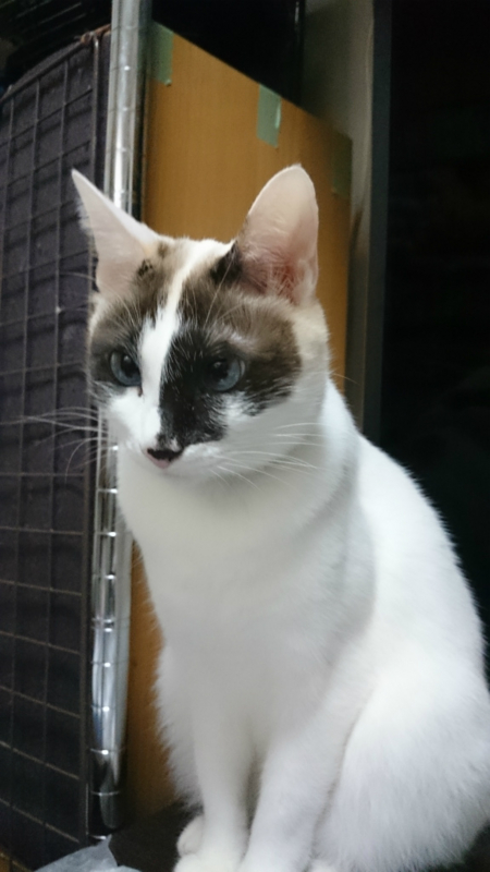 f:id:gosaku13:20160126111307j:image