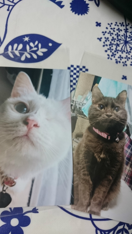 f:id:gosaku13:20160126111311j:image