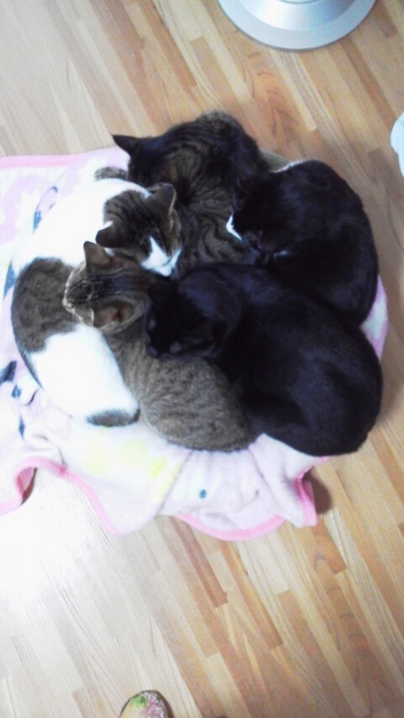 f:id:gosaku13:20160127171300j:image