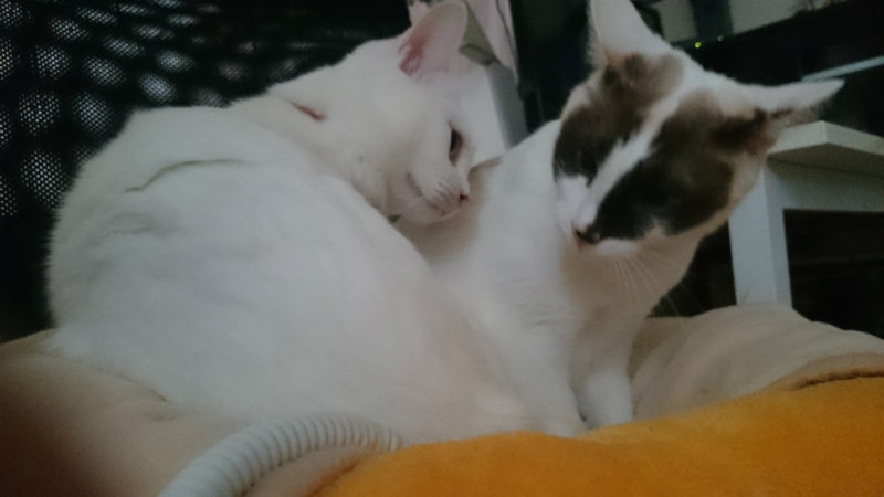 f:id:gosaku13:20160127171520j:image