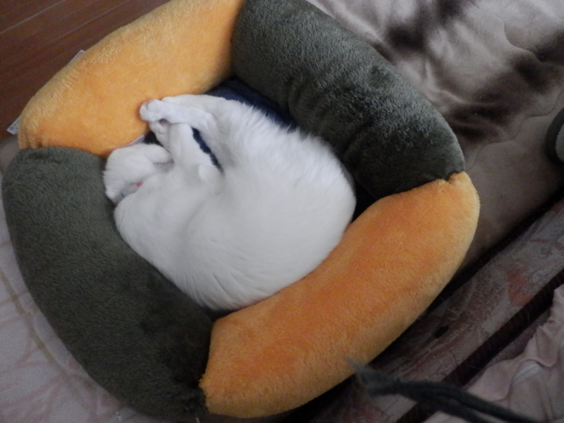 f:id:gosaku13:20160127171523j:image