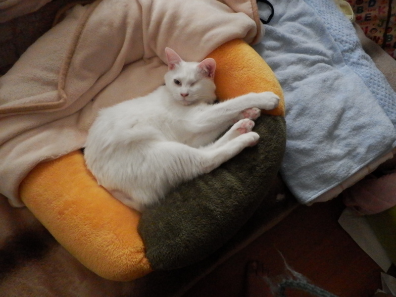 f:id:gosaku13:20160127171821j:image