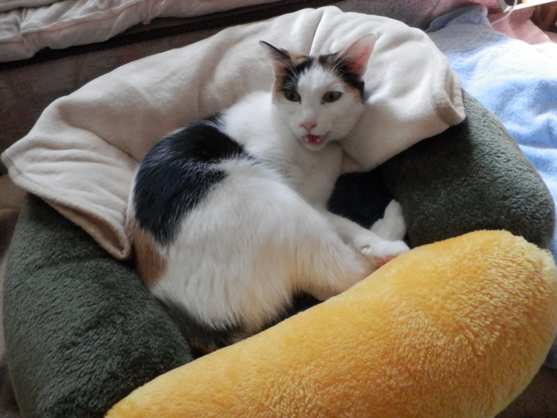 f:id:gosaku13:20160127171836j:image