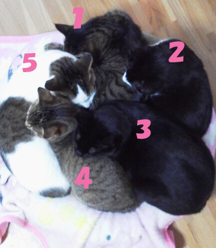 f:id:gosaku13:20160127171850j:image