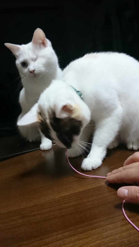 f:id:gosaku13:20160129082353j:image