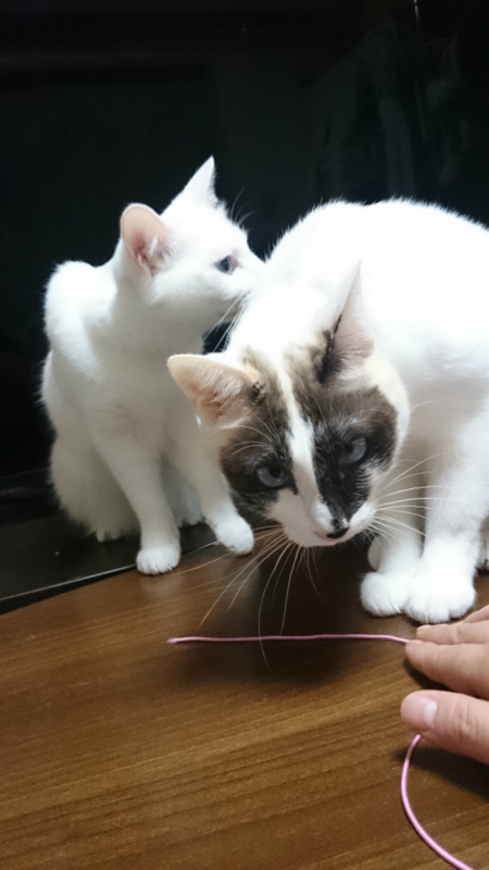 f:id:gosaku13:20160129082356j:image