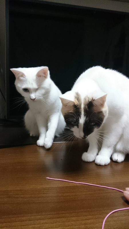 f:id:gosaku13:20160129082357j:image