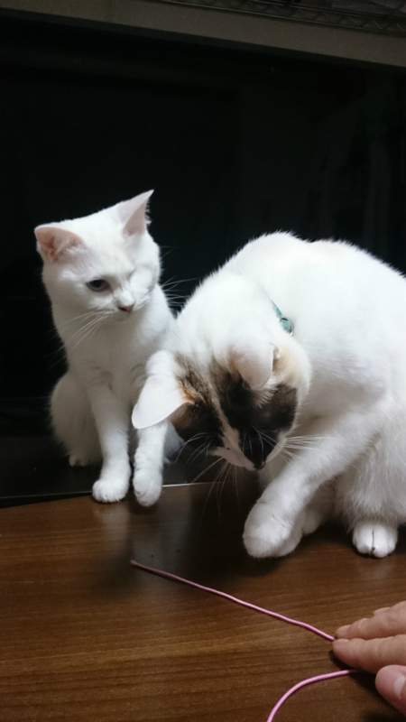 f:id:gosaku13:20160129082400j:image