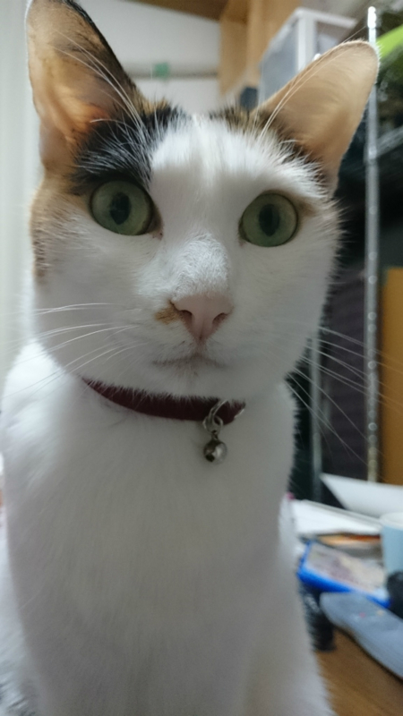 f:id:gosaku13:20160130123811j:image