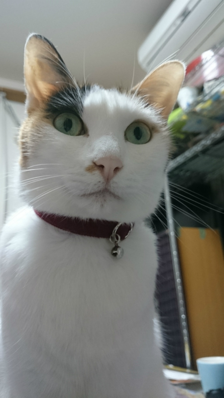 f:id:gosaku13:20160130123813j:image