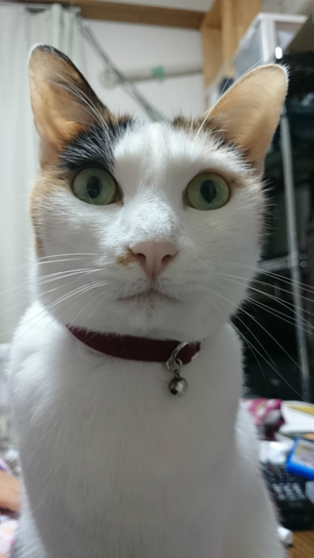 f:id:gosaku13:20160130123815j:image