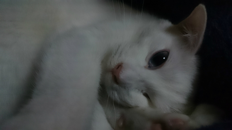 f:id:gosaku13:20160131121255j:image