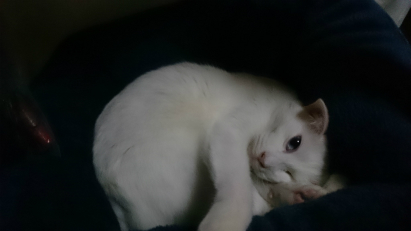 f:id:gosaku13:20160131121256j:image