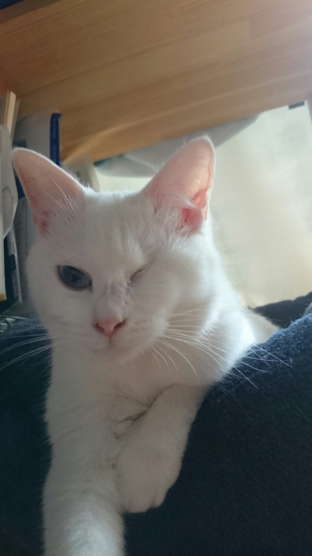 f:id:gosaku13:20160315123403j:image