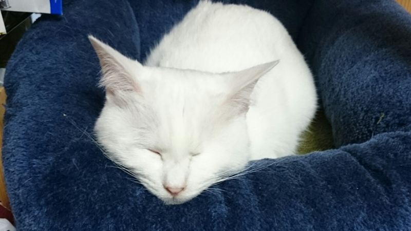 f:id:gosaku13:20160315123409j:image