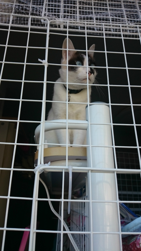 f:id:gosaku13:20160317113522j:image