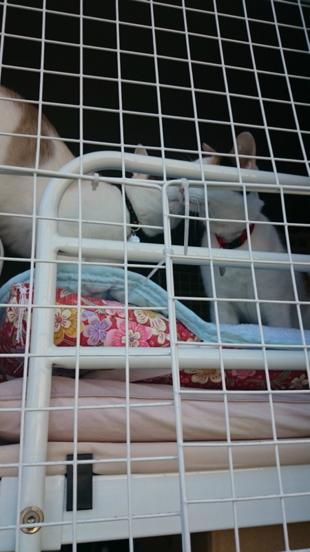 f:id:gosaku13:20160317113732j:image