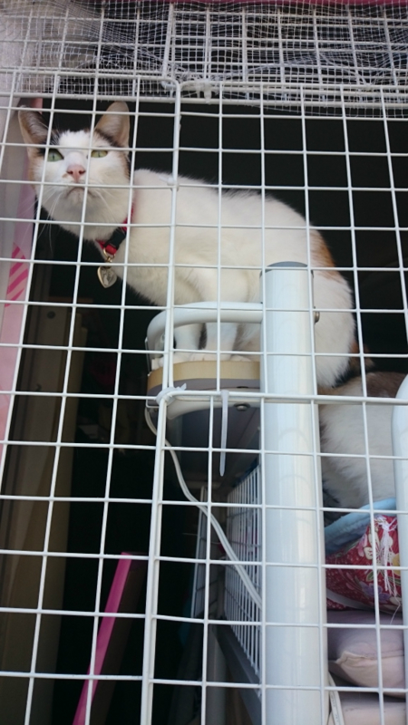 f:id:gosaku13:20160317113814j:image