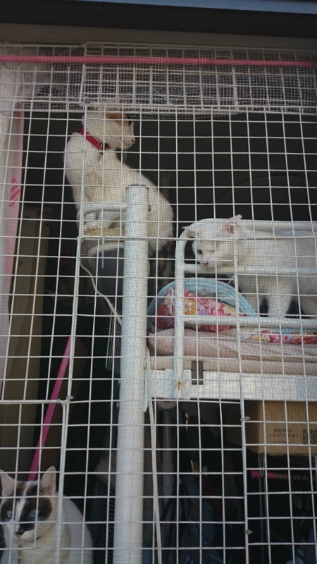 f:id:gosaku13:20160317113941j:image