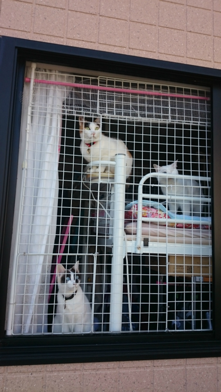 f:id:gosaku13:20160317113943j:image