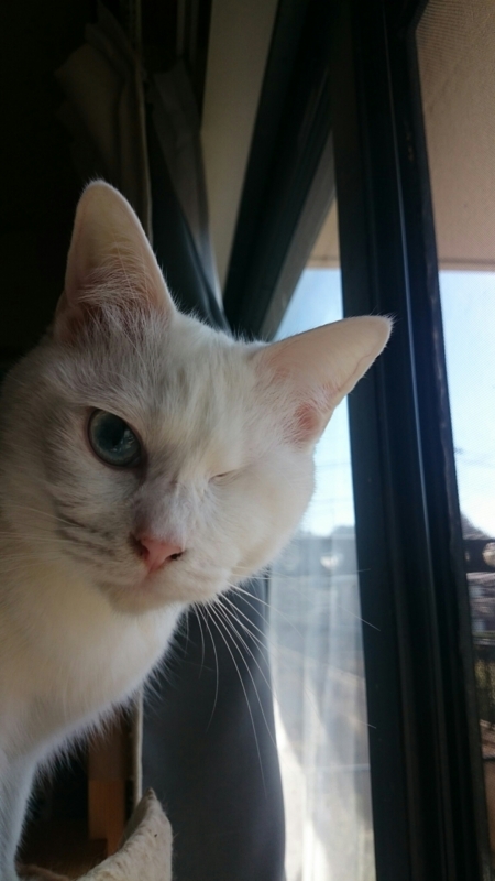 f:id:gosaku13:20160318102538j:image