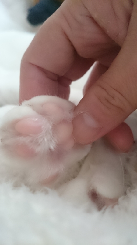 f:id:gosaku13:20160322200808j:image