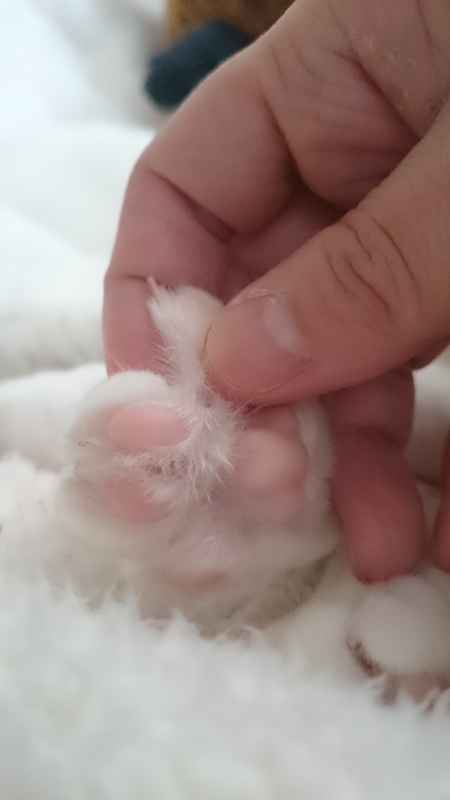 f:id:gosaku13:20160322200820j:image