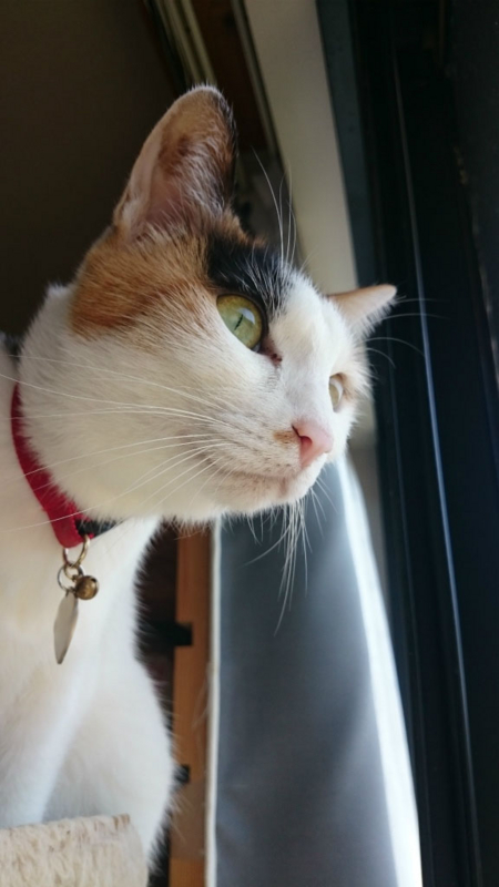 f:id:gosaku13:20160323193345j:image