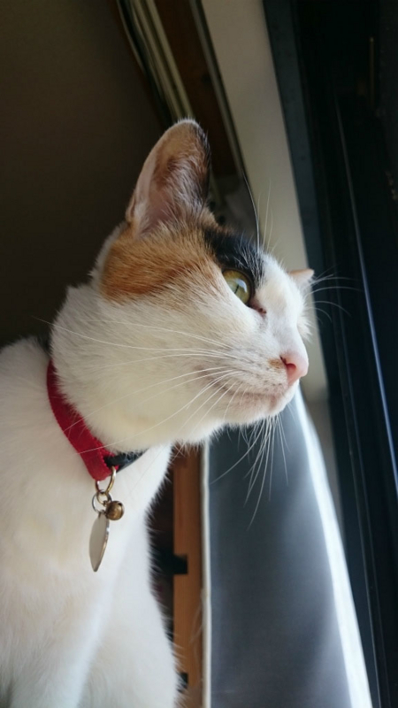 f:id:gosaku13:20160323193347j:image