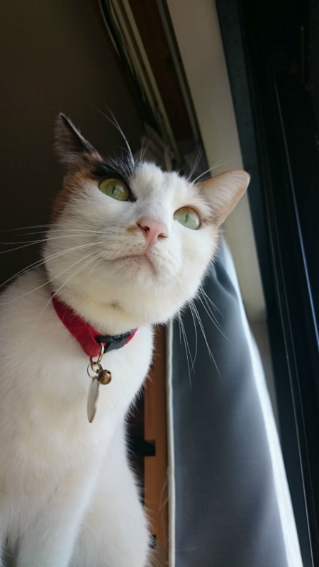 f:id:gosaku13:20160323193349j:image