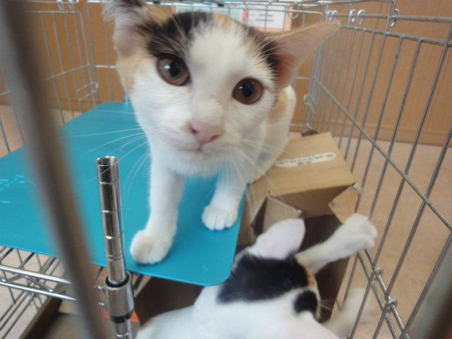 f:id:gosaku13:20160323194846j:image