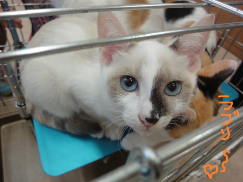 f:id:gosaku13:20160323194847j:image