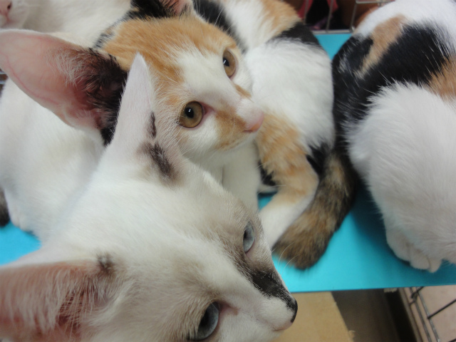 f:id:gosaku13:20160323194849j:image