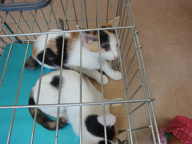 f:id:gosaku13:20160323195023j:image