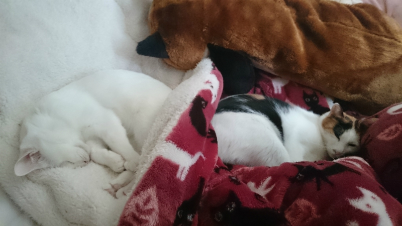 f:id:gosaku13:20160325141023j:image