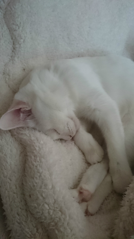 f:id:gosaku13:20160325141213j:image