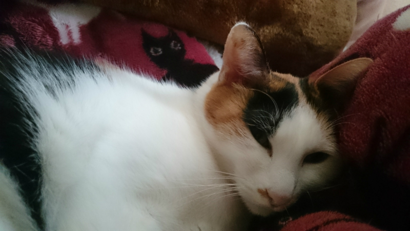 f:id:gosaku13:20160325141215j:image