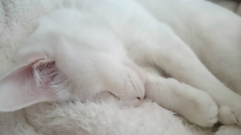 f:id:gosaku13:20160325141216j:image