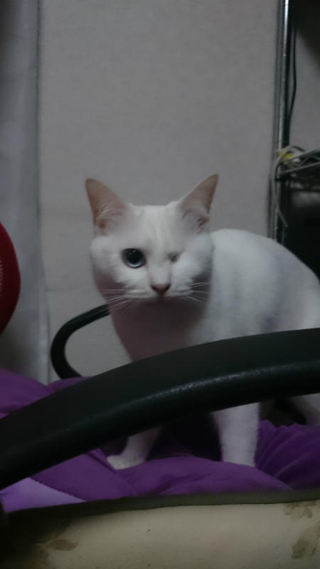 f:id:gosaku13:20160328102302j:image