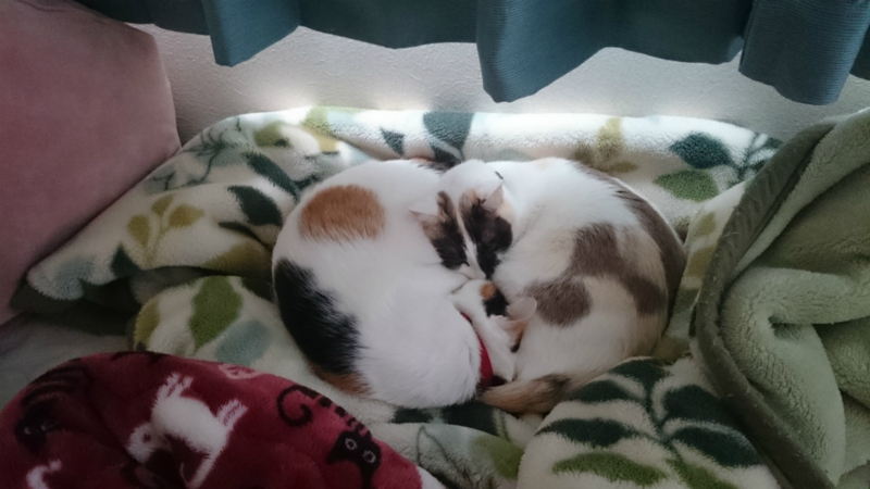 f:id:gosaku13:20160331104420j:image