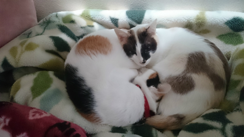 f:id:gosaku13:20160331104609j:image