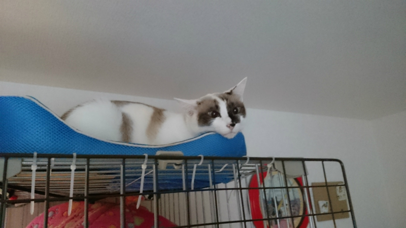 f:id:gosaku13:20161102161030j:image