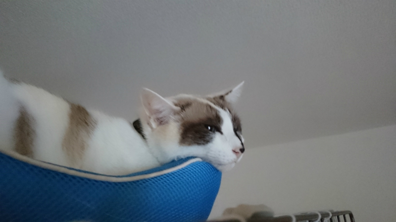 f:id:gosaku13:20161102161043j:image