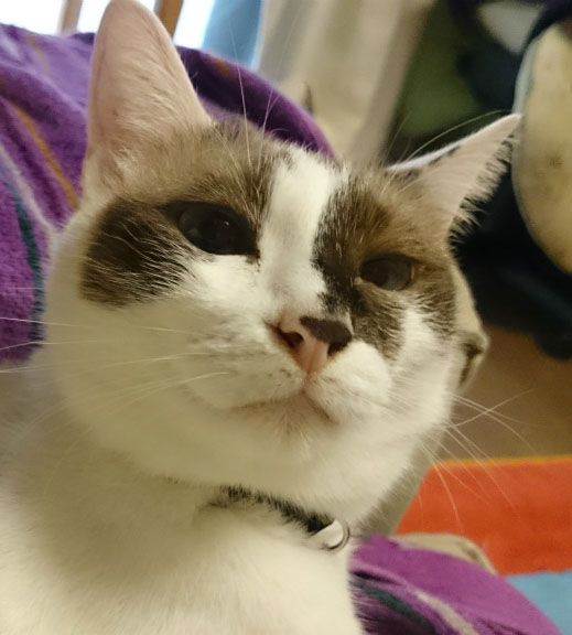 f:id:gosaku13:20161102161228j:image