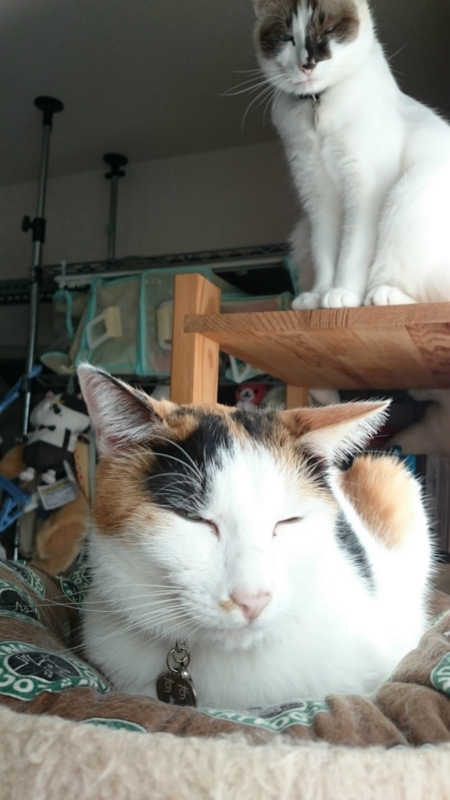 f:id:gosaku13:20161103114309j:image