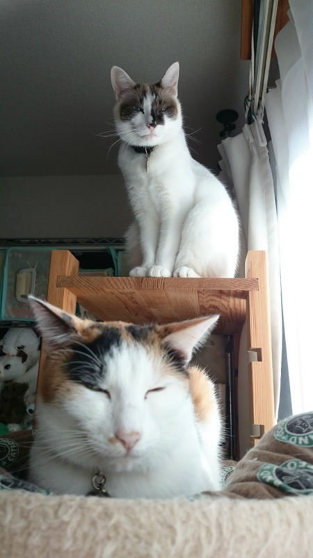 f:id:gosaku13:20161103114409j:image