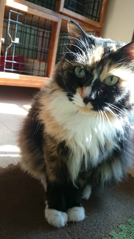 f:id:gosaku13:20161105180726j:image