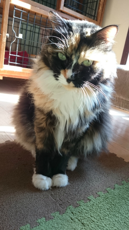 f:id:gosaku13:20161105180840j:image