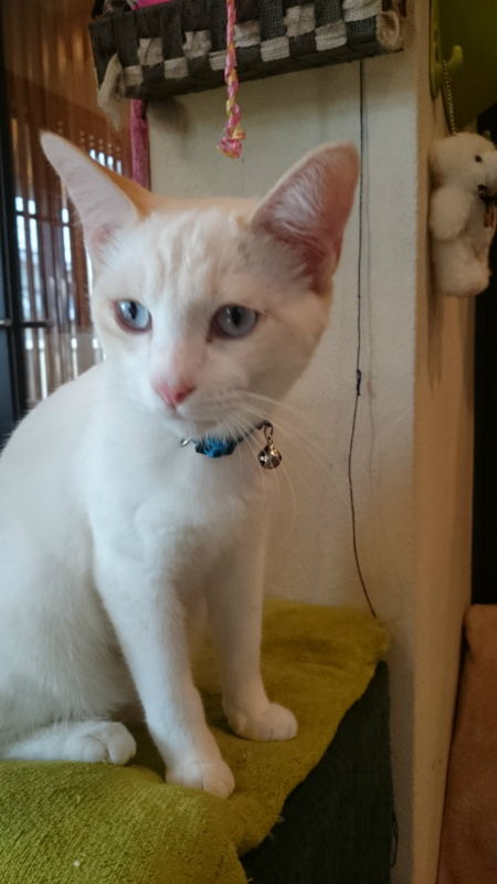 f:id:gosaku13:20161105180950j:image