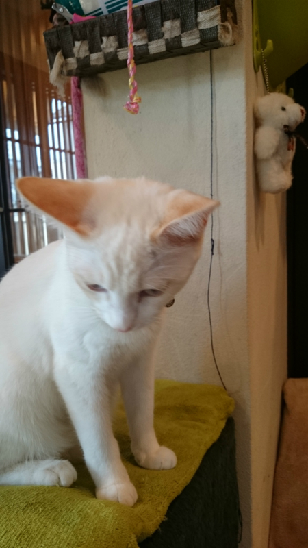 f:id:gosaku13:20161105181104j:image